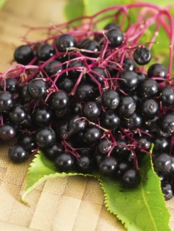 Elderberry Syrup Kits