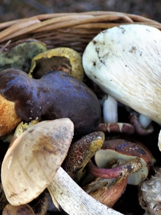 basket-of-mushrooms2