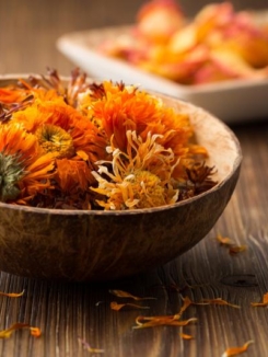 Calendula Flowers